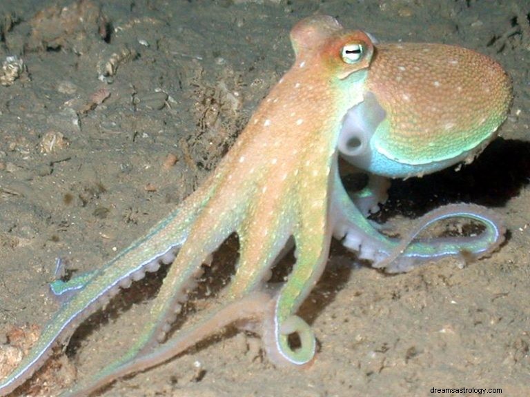 Blæksprutte:Åndedyr, totem, symbolik og mening 