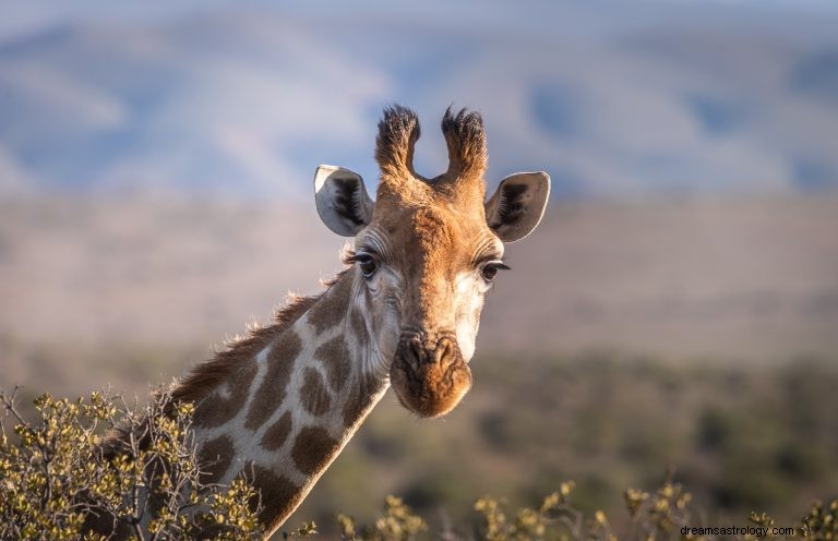 O que significa sonhar com girafa? 