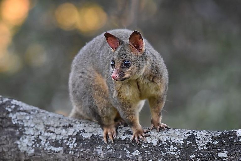 Possum och Opossum:Andedjur, totem, symbolik och mening 