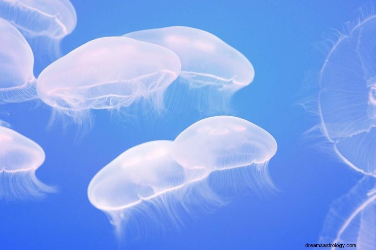 ¿Qué significa soñar con medusas? 