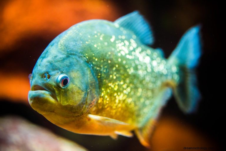 Wat betekent dromen over piranha? 