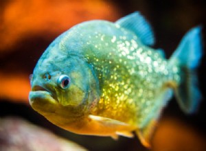 O que significa sonhar com piranha? 