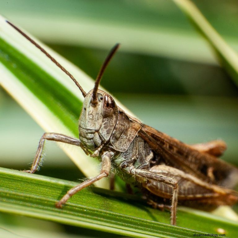 Τι σημαίνει να ονειρεύεσαι Locust; 