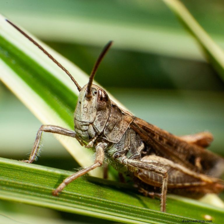 Wat betekent dromen over sprinkhaan? 