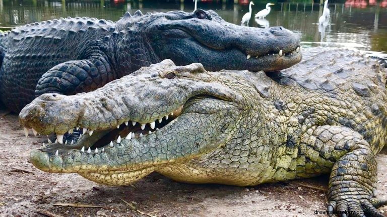 O que significa sonhar com crocodilos e jacarés 