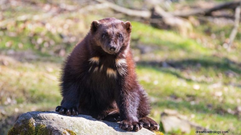 Wolverine:Animal Espiritual, Totem, Simbolismo e Significado 