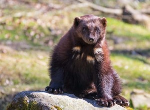 Wolverine:Duchovní zvíře, totem, symbolismus a význam 