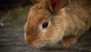 Vad betyder det att drömma om en kanin eller en kanin? 