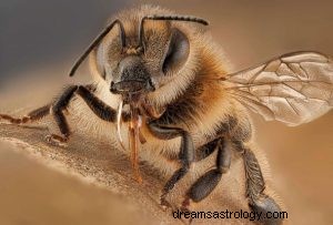 Vad betyder det att drömma om bi? 