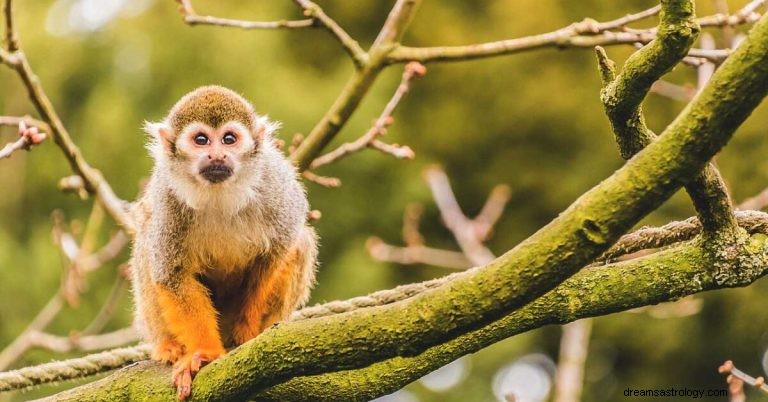 O que significa sonhar com macaco? 