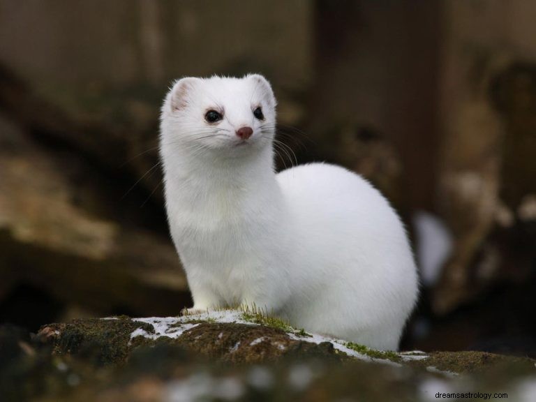 Weasel:Duchovní zvíře, Totem, Symbolismus a Význam 