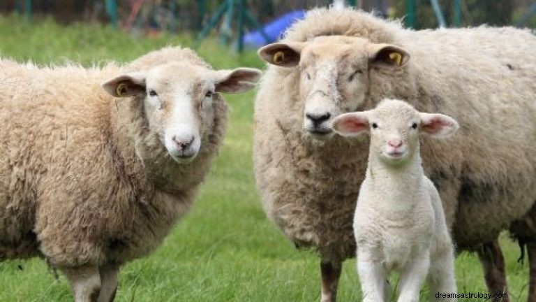 Oveja y carnero:espíritu animal, tótem, simbolismo y significado 