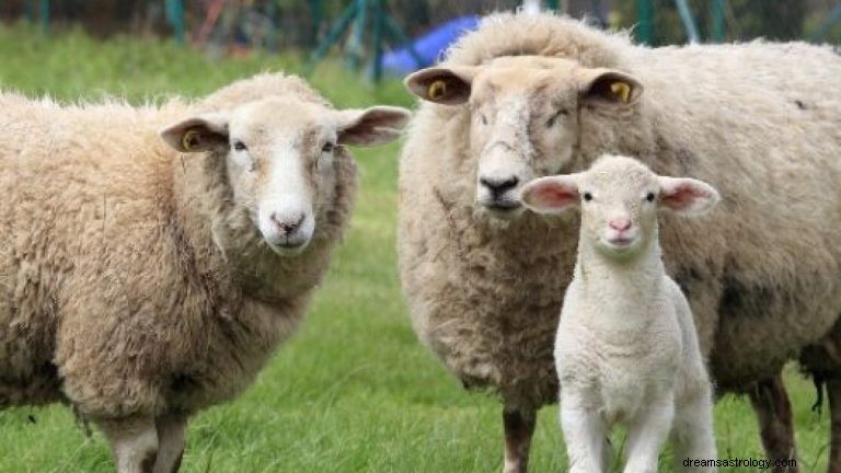 Sheep and Ram:Spirit Animal, Totem, Symbolism, and Meaning 