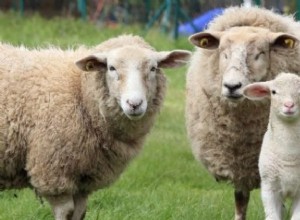 Ovce a beran:Duchovní zvíře, totem, symbolismus a význam 