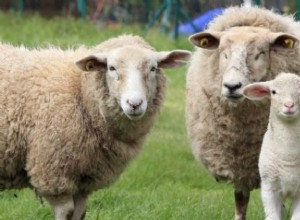 Mouton et Bélier :animal spirituel, totem, symbolisme et signification 