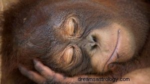 Vad betyder det att drömma om en babian? 