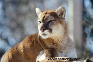 Wat betekent het om te dromen over Cougar? 
