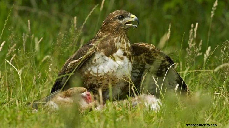 Τι σημαίνει να ονειρεύεσαι τον Buzzard; 