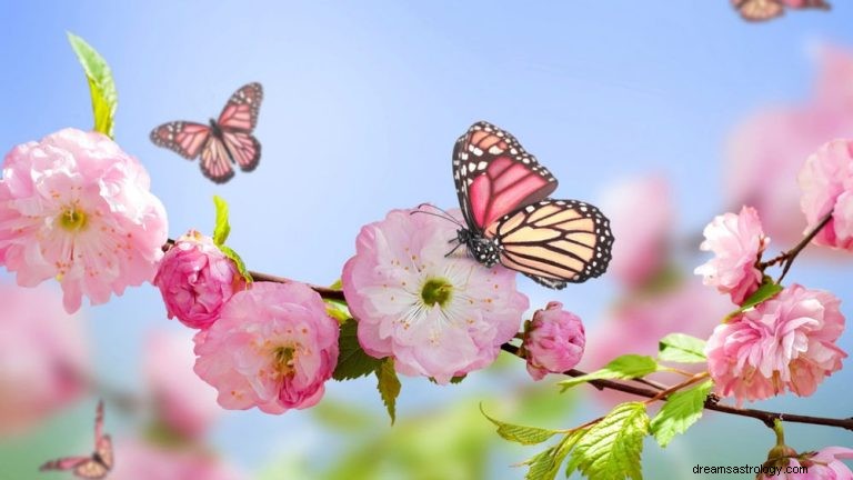 O que significa sonhar com borboleta? 