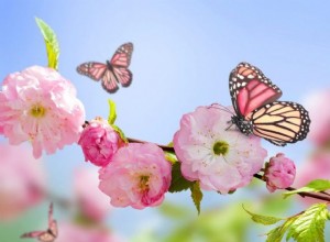 Co to znamená snít o motýlovi? 