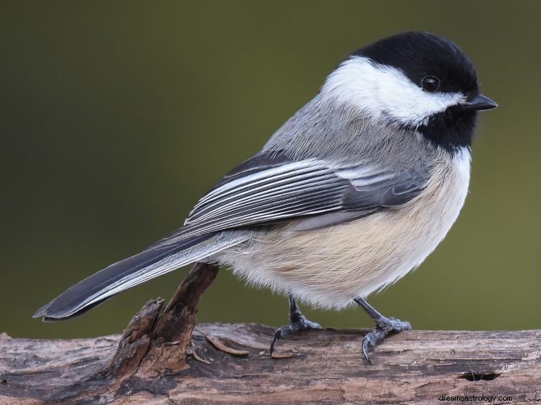 Chickadee:spirito animale, totem, simbolismo e significato 