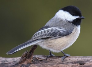 Chickadee:Åndedyr, totem, symbolikk og mening 