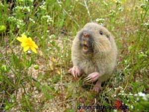 Hvad betyder det at drømme om en gopher? 