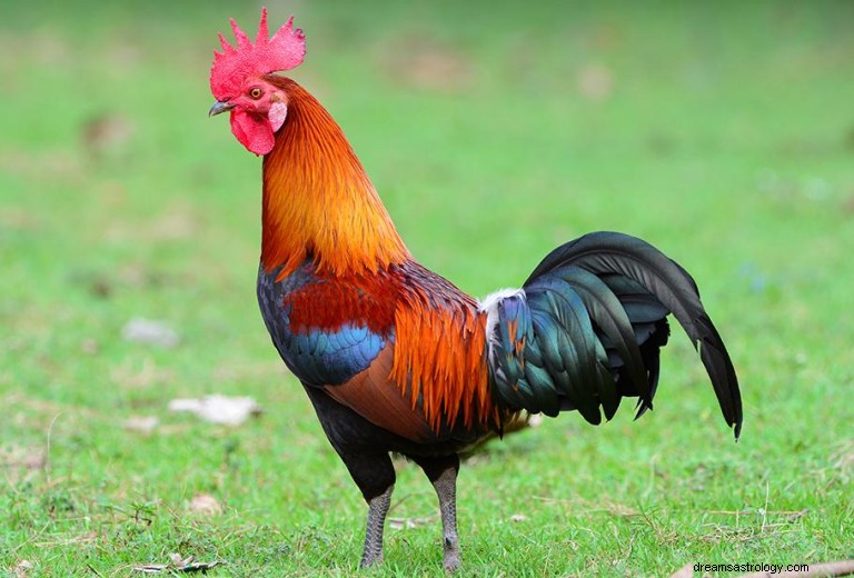 Que signifie rêver de coq ? 