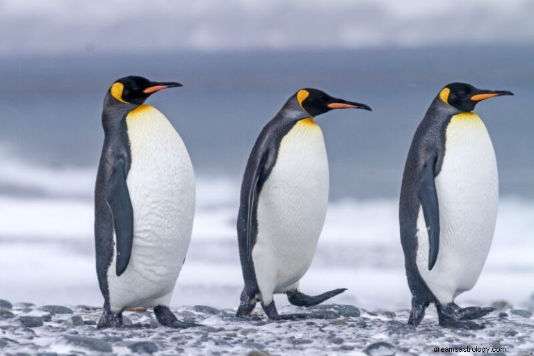 Wat betekent dromen over pinguïn? 