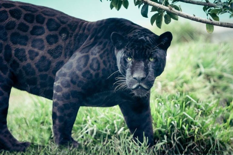Co to znamená snít o Black Pantherovi? 