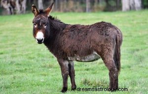 ¿Qué significa soñar con un burro? 