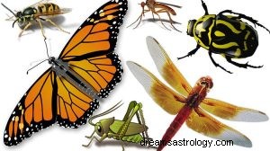 Wat betekent dromen over insecten? 