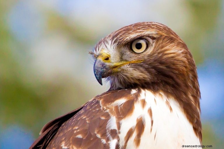 Was bedeutet es, von Hawk zu träumen? 