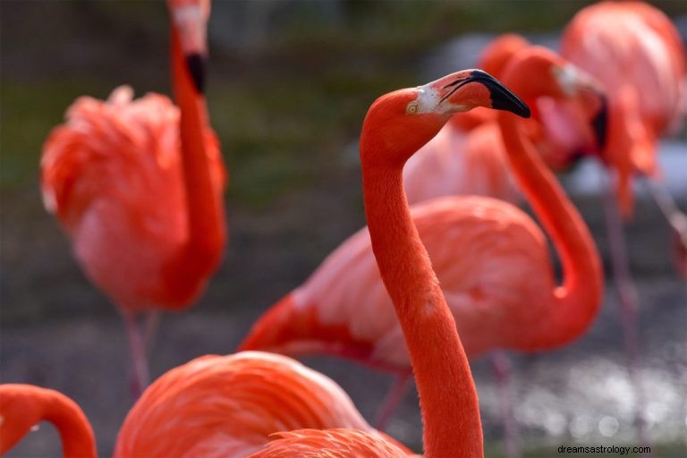 Wat betekent het om over Flamingo te dromen? 