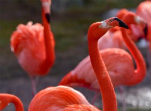 Was bedeutet es, von Flamingo zu träumen? 