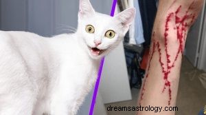 Vad betyder det att drömma om att bli attackerad av en katt? 