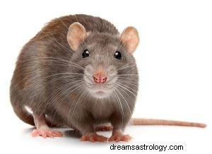 Wat betekent dromen over een rat? 