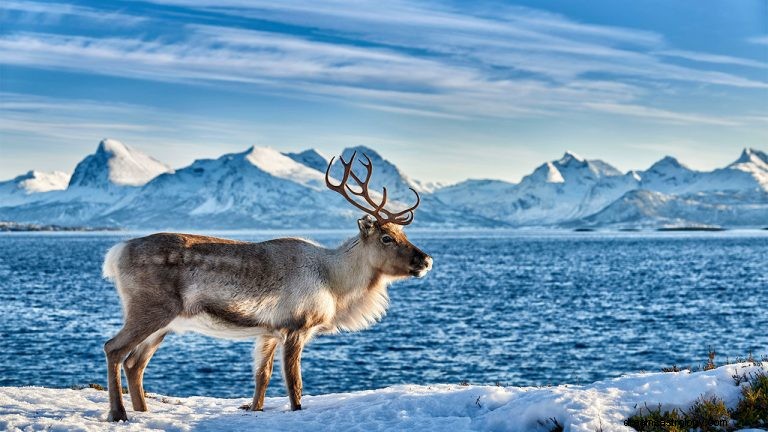 Hvad vil det sige at drømme om rensdyr? 