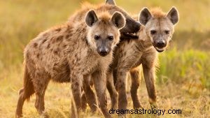 Co to znaczy marzyć o hienie? 