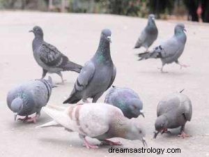 Que signifie rêver de pigeons ? 