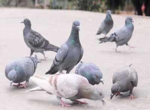 Que signifie rêver de pigeons ? 
