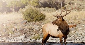 Τι σημαίνει να ονειρεύεσαι την Άλκη; 