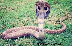 ¿Qué significa soñar con serpiente cobra? 