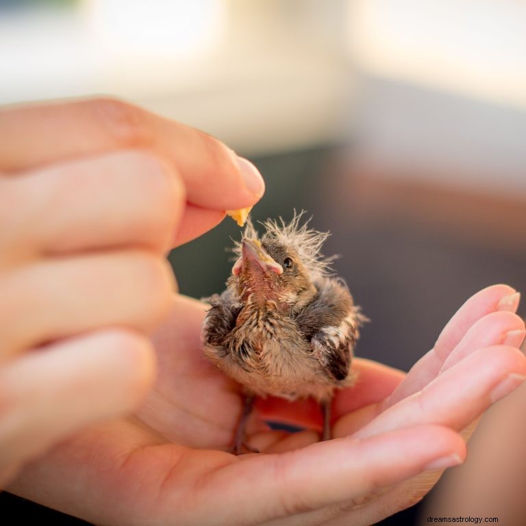 赤ちゃんの鳥を夢見るとはどういう意味ですか？ 