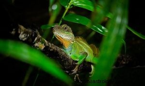 Que signifie rêver de caméléon ? 