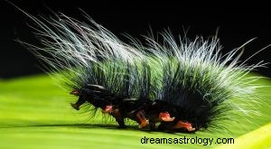 Wat betekent dromen over Caterpillar? 