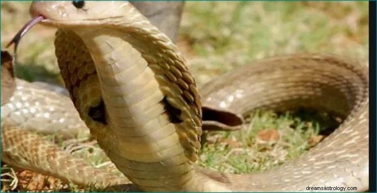 Vad betyder det att drömma om brun orm? 