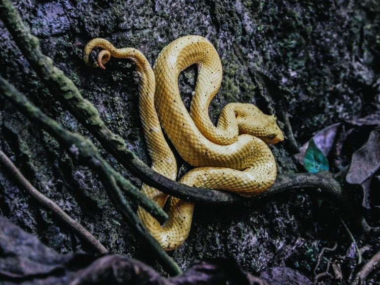Τι σημαίνει να ονειρεύεσαι ένα παραμορφωμένο φίδι; 