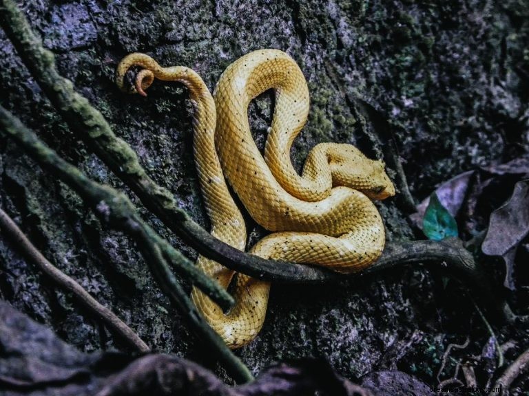 O que significa sonhar com cobra deformada? 