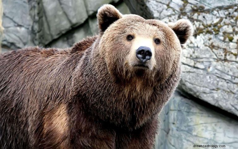 O que significa sonhar com ataque de urso? 